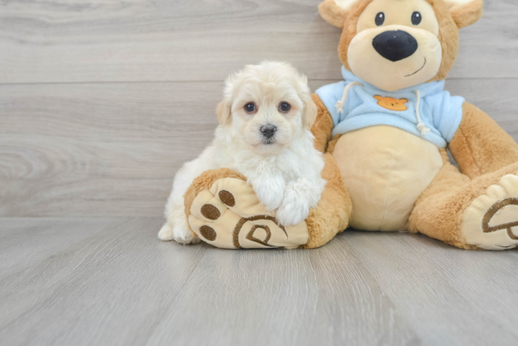 Meet Ernesto - our Havanese Puppy Photo 1/2 - Puppy Love PR Akc Registered Havanese Baby