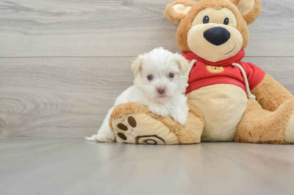 6 week old Havanese Puppy For Sale - Puppy Love PR