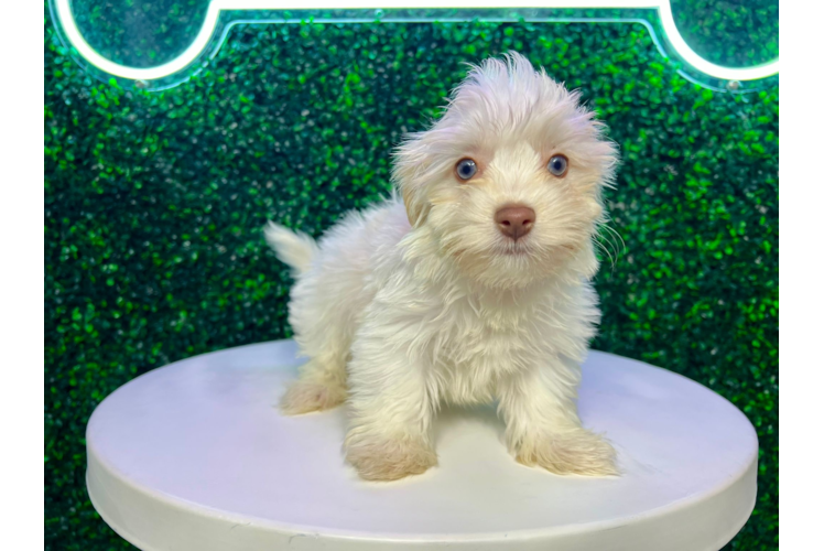 Cute Havanese Baby