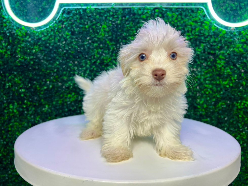 Cute Havanese Baby