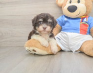8 week old Havanese Puppy For Sale - Puppy Love PR