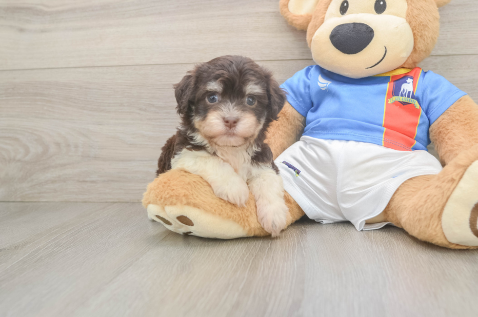 5 week old Havanese Puppy For Sale - Puppy Love PR