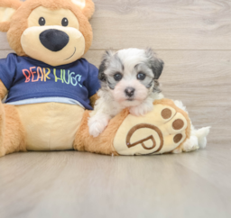 5 week old Havanese Puppy For Sale - Puppy Love PR