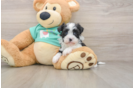 Havanese Puppy for Adoption