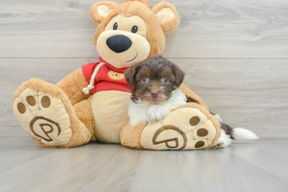 Havanese Pup Being Cute