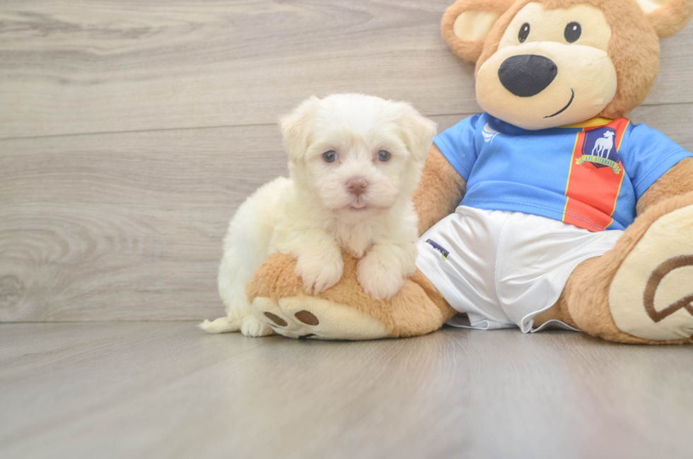 5 week old Havanese Puppy For Sale - Puppy Love PR