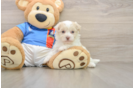 Playful Havanese Purebred Pup