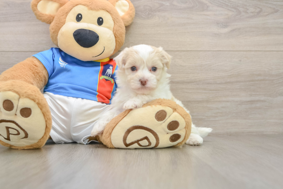 Playful Havanese Purebred Pup