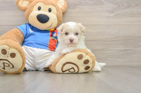 Playful Havanese Purebred Pup