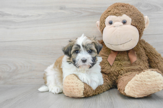 Friendly Havanese Purebred Pup