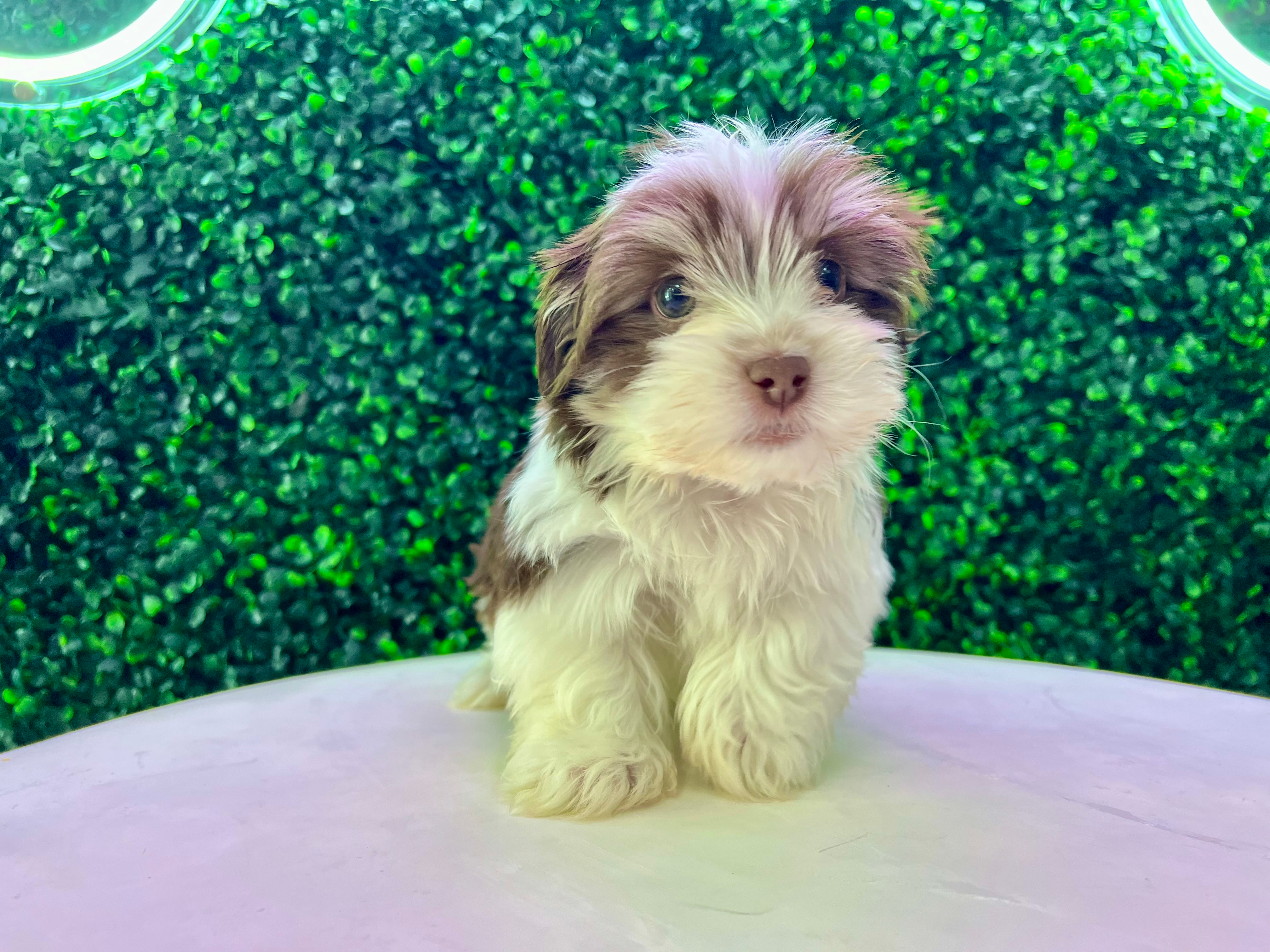 Best Havanese Baby