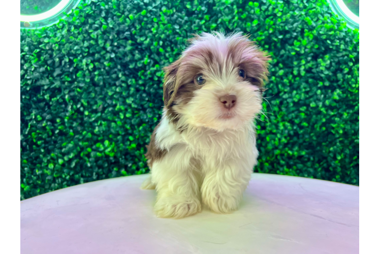 Meet Esteban - our Havanese Puppy Photo 1/3 - Puppy Love PR Best Havanese Baby