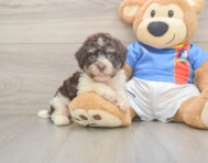 6 week old Havanese Puppy For Sale - Puppy Love PR