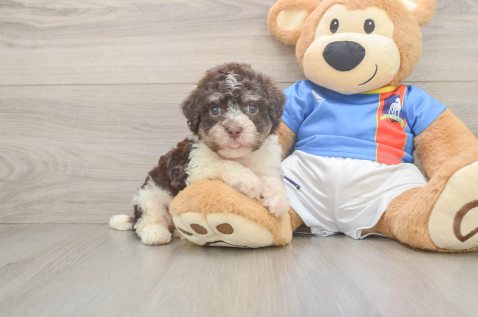 5 week old Havanese Puppy For Sale - Puppy Love PR