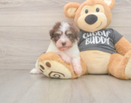 8 week old Havanese Puppy For Sale - Puppy Love PR