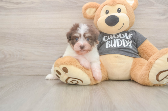 Cute Bichon Habanero Purebred Puppy