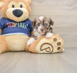 5 week old Havanese Puppy For Sale - Puppy Love PR