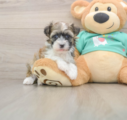 6 week old Havanese Puppy For Sale - Puppy Love PR