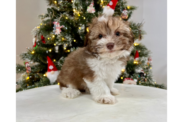 Meet Esteban - our Havanese Puppy Photo 1/3 - Puppy Love PR Havanese Puppy for Adoption