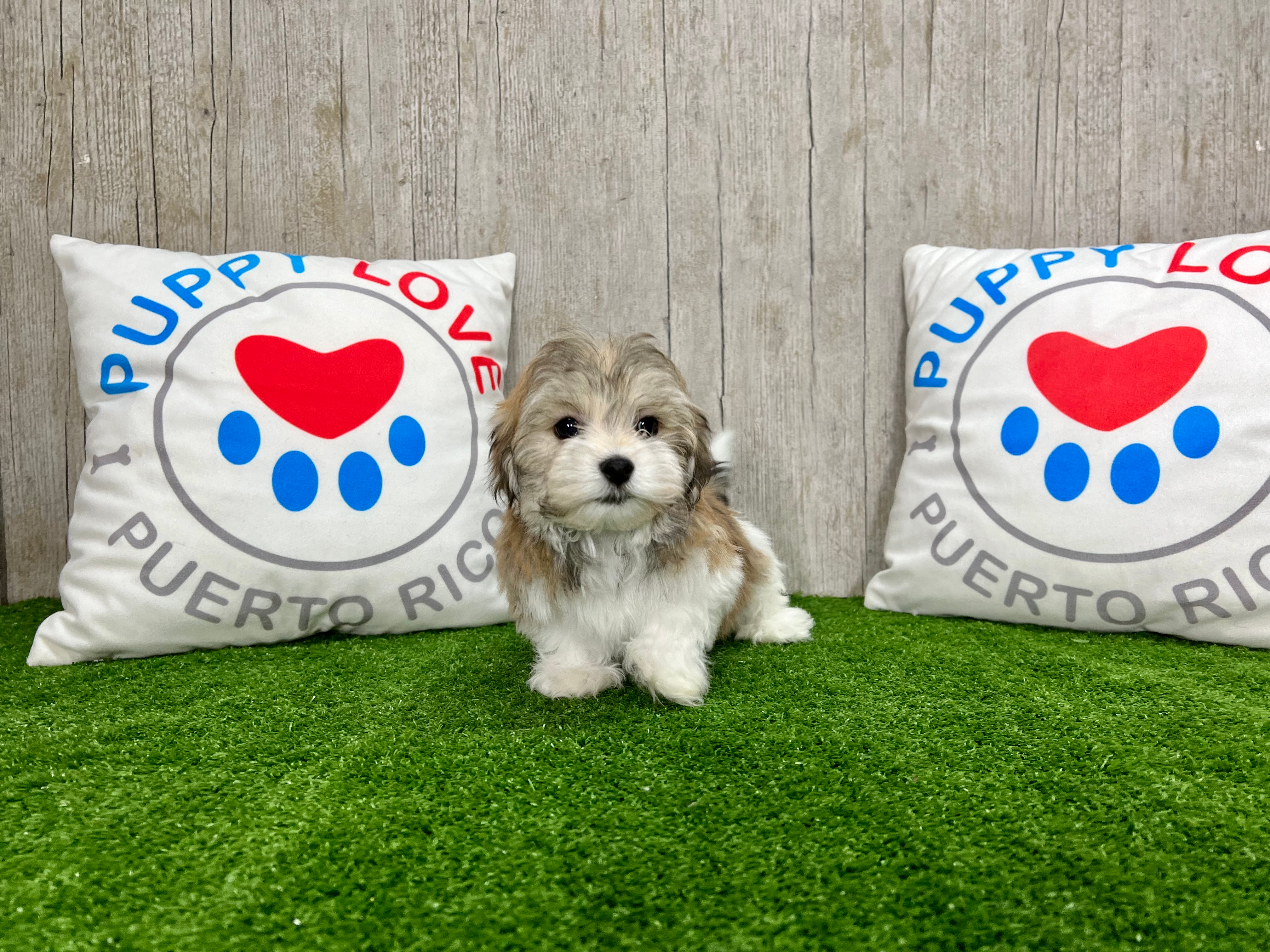 Havanese Puppy for Adoption