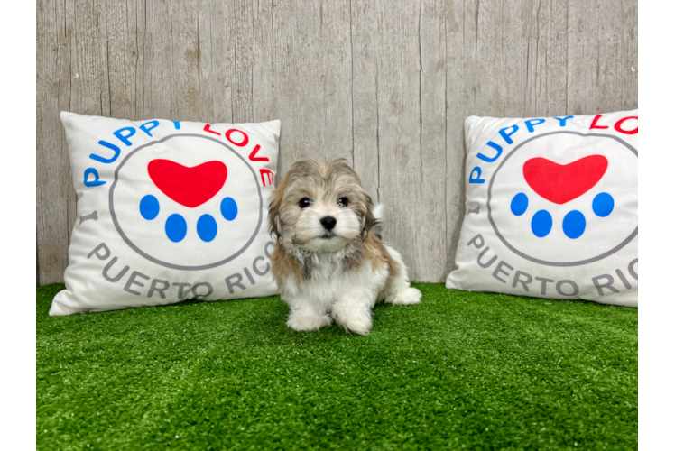 Meet Esteban - our Havanese Puppy Photo 1/4 - Puppy Love PR Havanese Puppy for Adoption