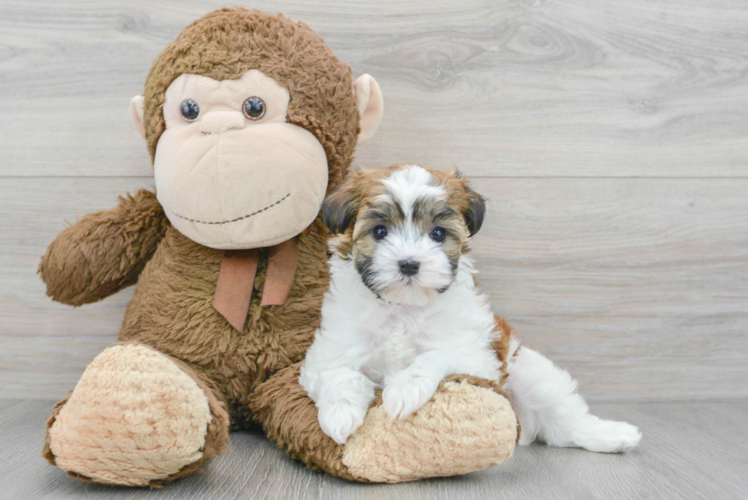 Hypoallergenic Havanese Purebred Pup