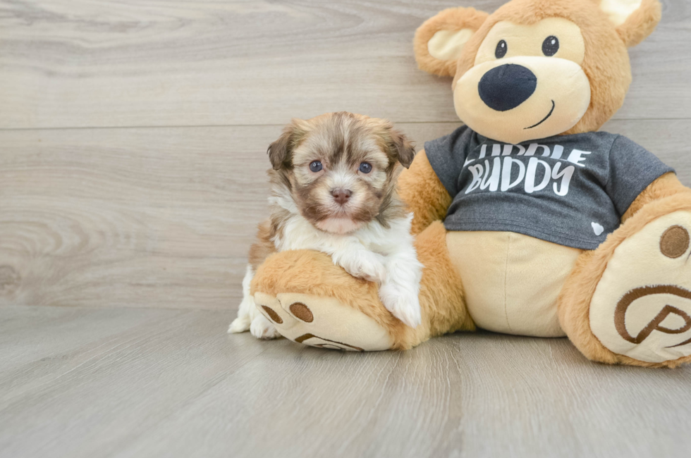 6 week old Havanese Puppy For Sale - Puppy Love PR