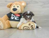 7 week old Havanese Puppy For Sale - Puppy Love PR