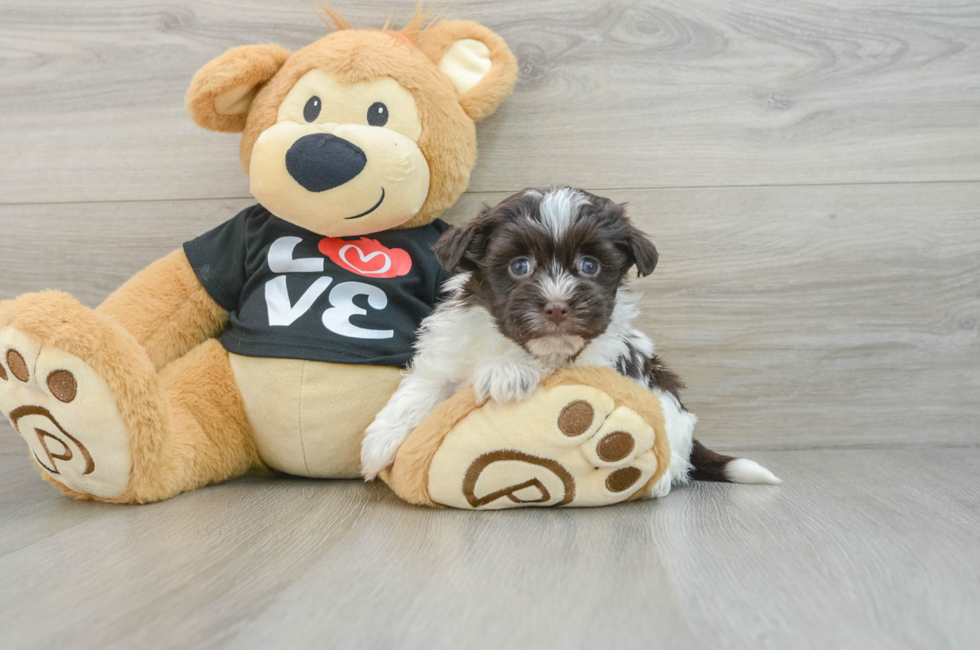 7 week old Havanese Puppy For Sale - Puppy Love PR