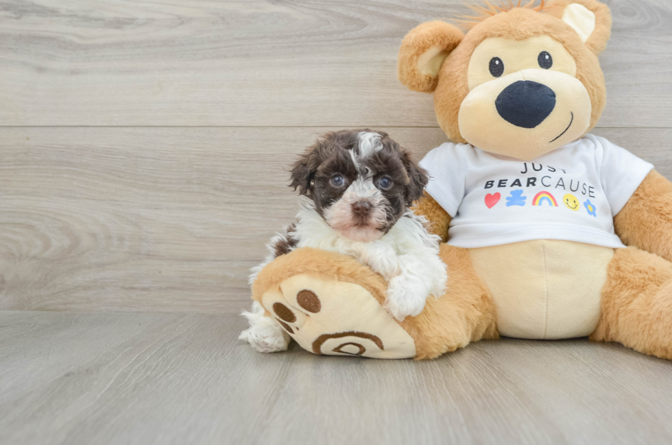 7 week old Havanese Puppy For Sale - Puppy Love PR