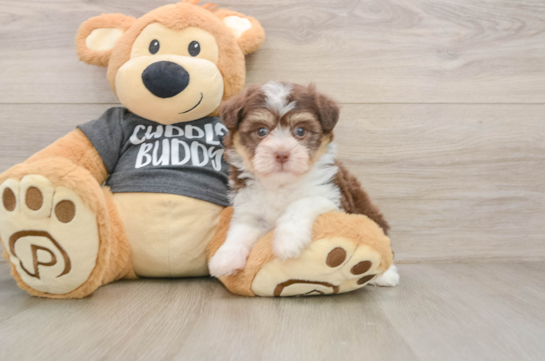 FANCY, a Havanese littermate