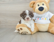 7 week old Havanese Puppy For Sale - Puppy Love PR