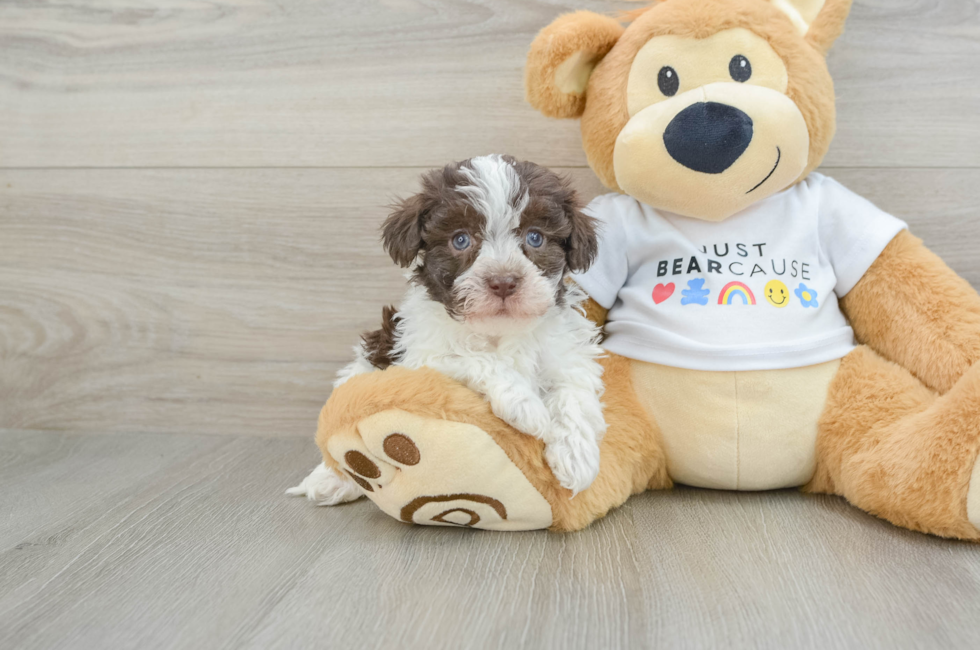 7 week old Havanese Puppy For Sale - Puppy Love PR