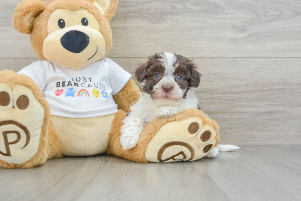 Havanese Pup Being Cute