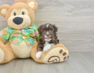 6 week old Havanese Puppy For Sale - Puppy Love PR