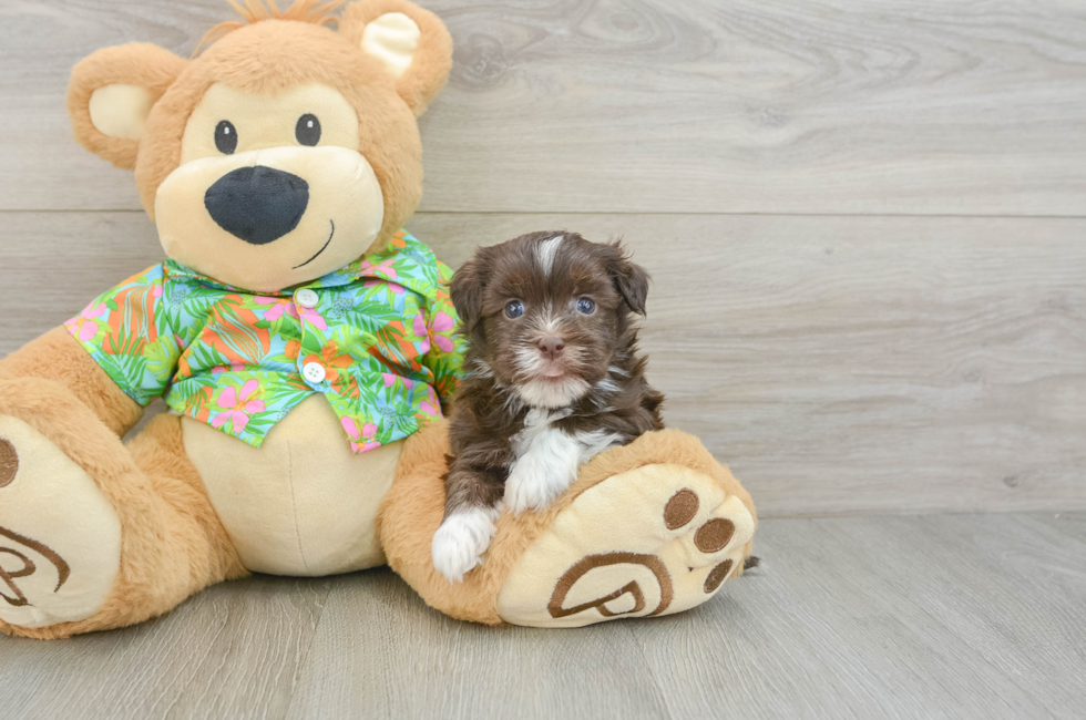 6 week old Havanese Puppy For Sale - Puppy Love PR