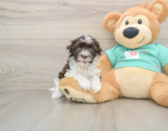 6 week old Havanese Puppy For Sale - Puppy Love PR