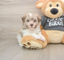 6 week old Havanese Puppy For Sale - Puppy Love PR