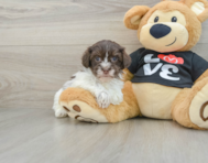 7 week old Havanese Puppy For Sale - Puppy Love PR