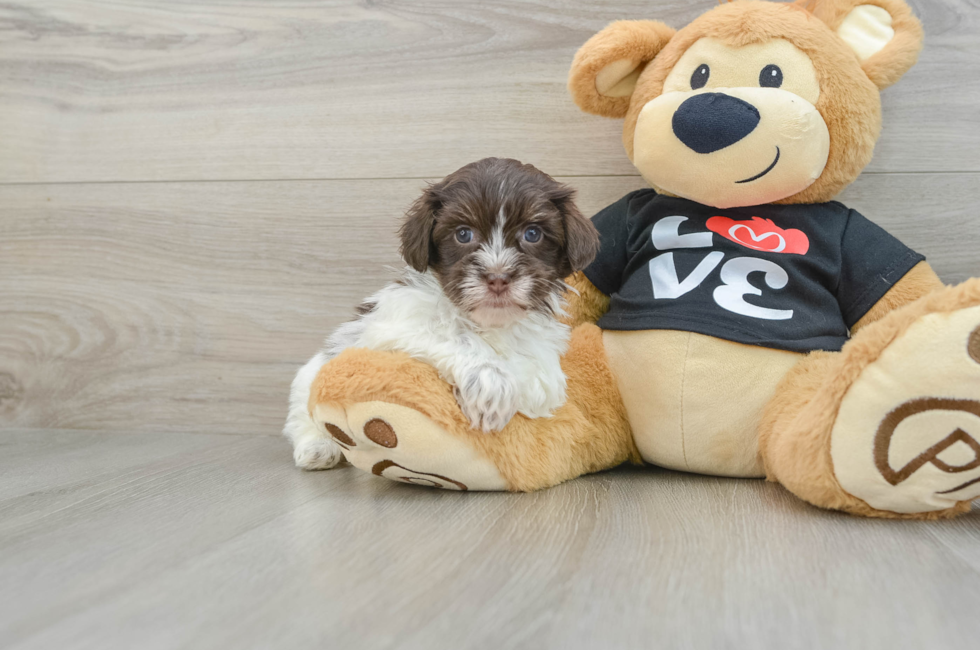 7 week old Havanese Puppy For Sale - Puppy Love PR