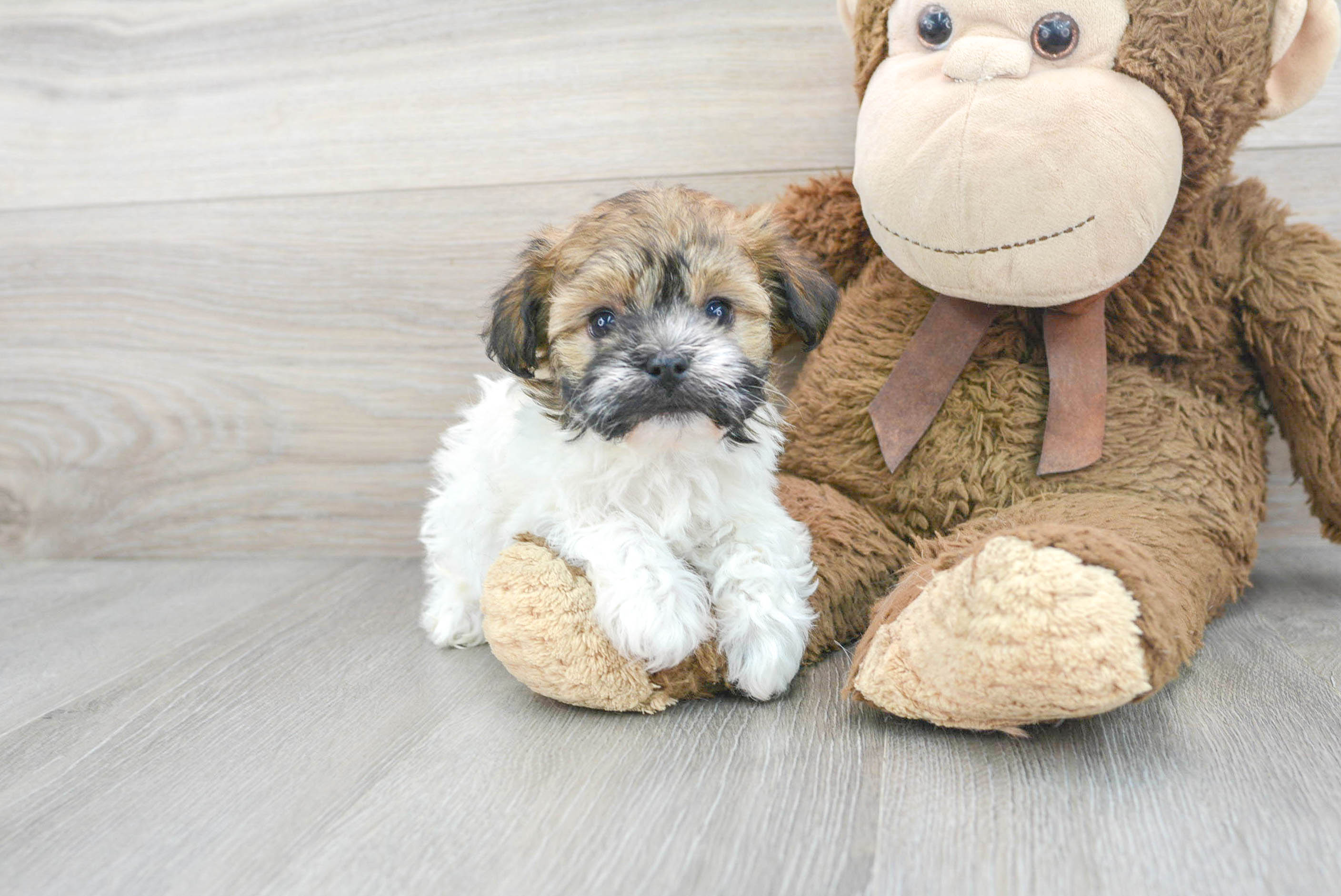 Havanese Puppy for Adoption