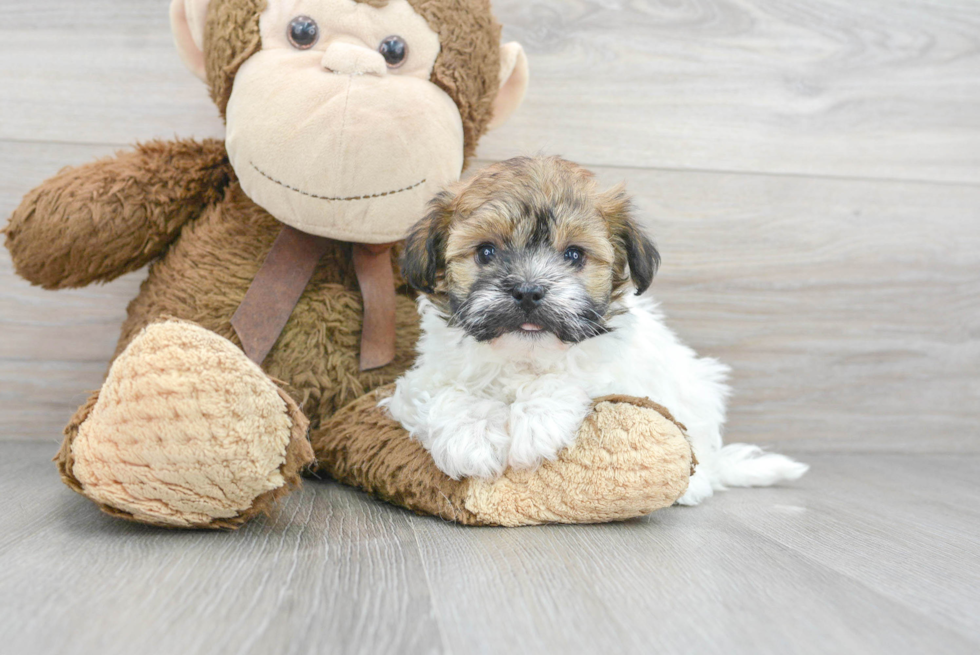Best Havanese Baby