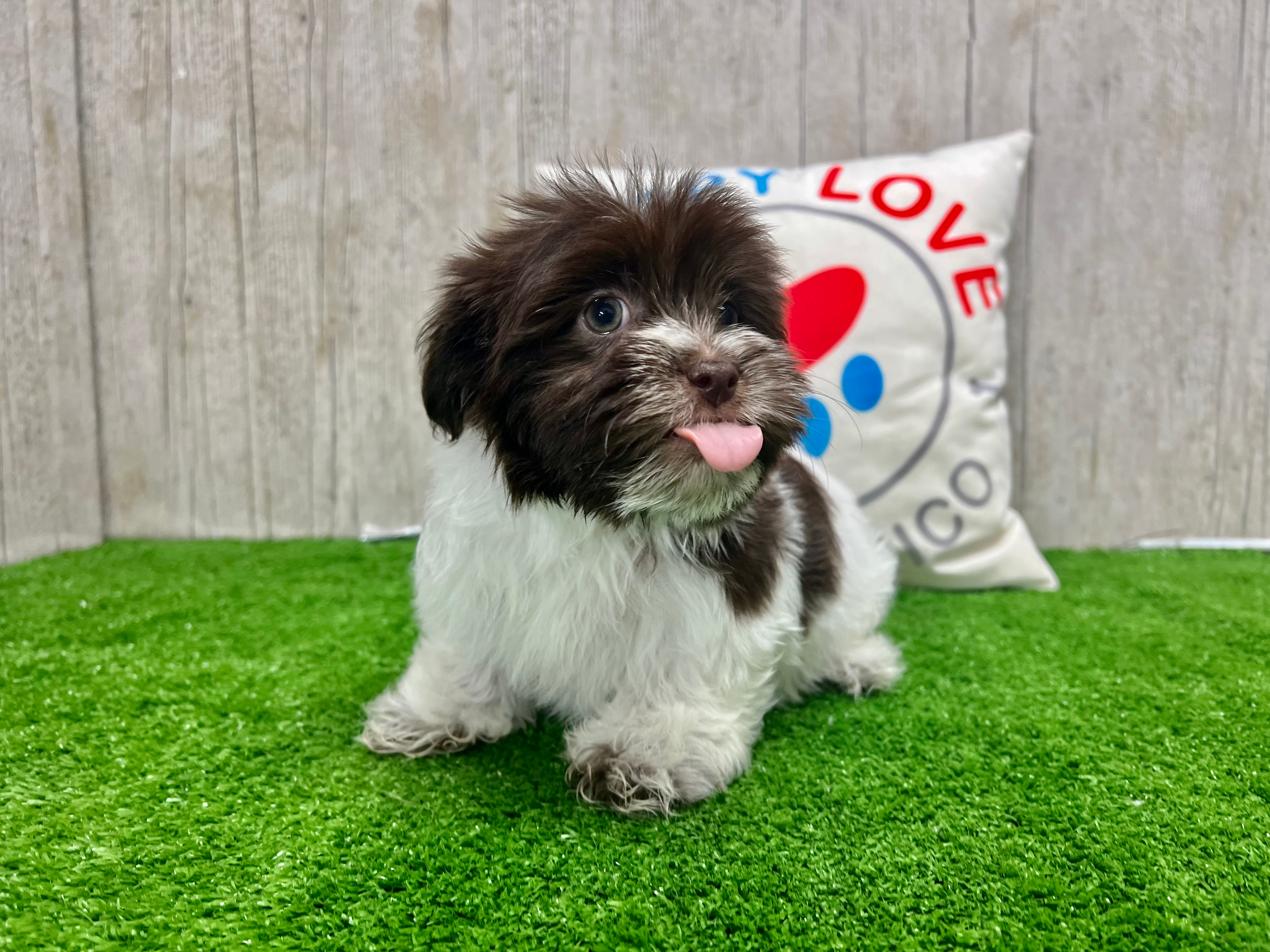 Havanese Pup Being Cute