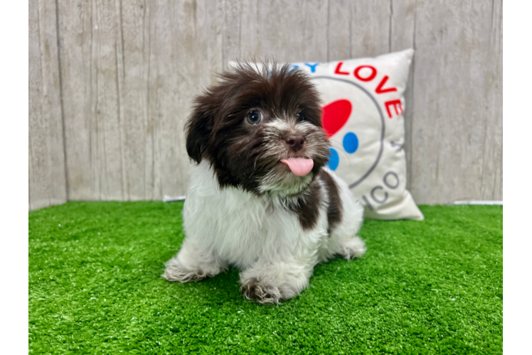 Havanese Pup Being Cute