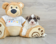 7 week old Havanese Puppy For Sale - Puppy Love PR