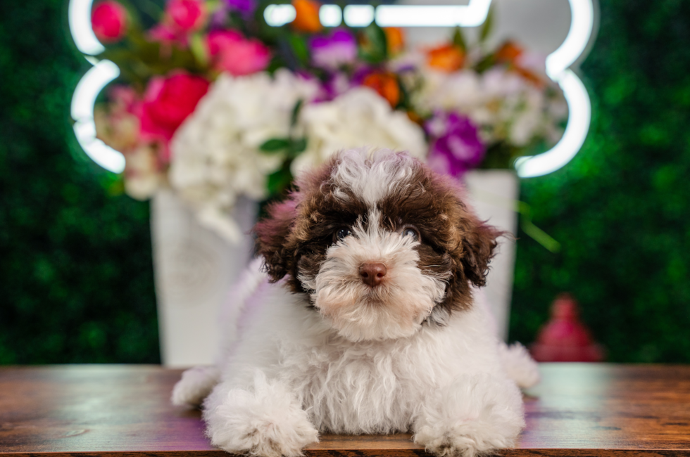 10 week old Havanese Puppy For Sale - Puppy Love PR