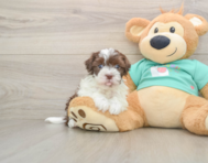 6 week old Havanese Puppy For Sale - Puppy Love PR