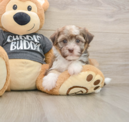 6 week old Havanese Puppy For Sale - Puppy Love PR