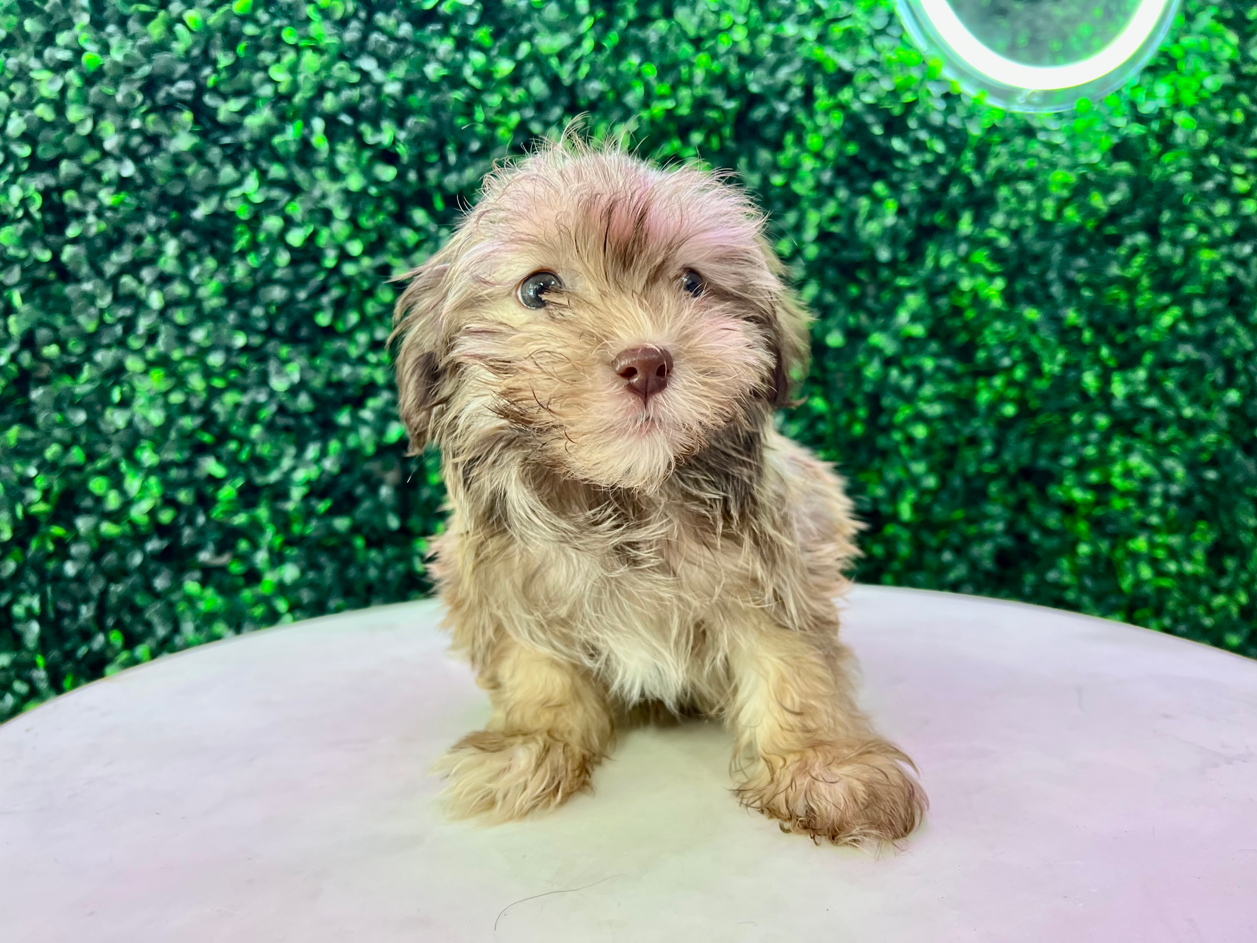 Cute Havanese Purebred Pup
