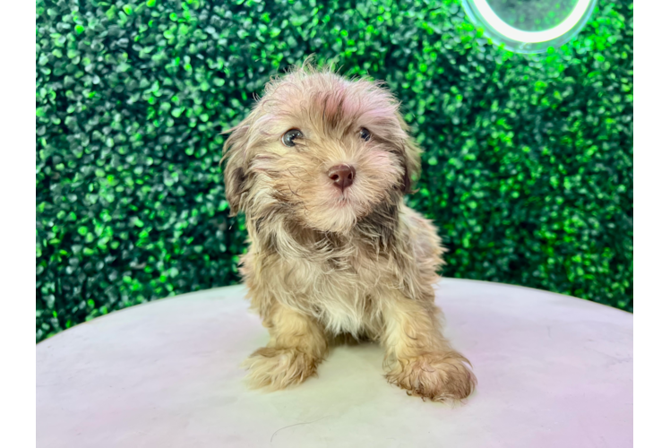 Cute Havanese Purebred Pup